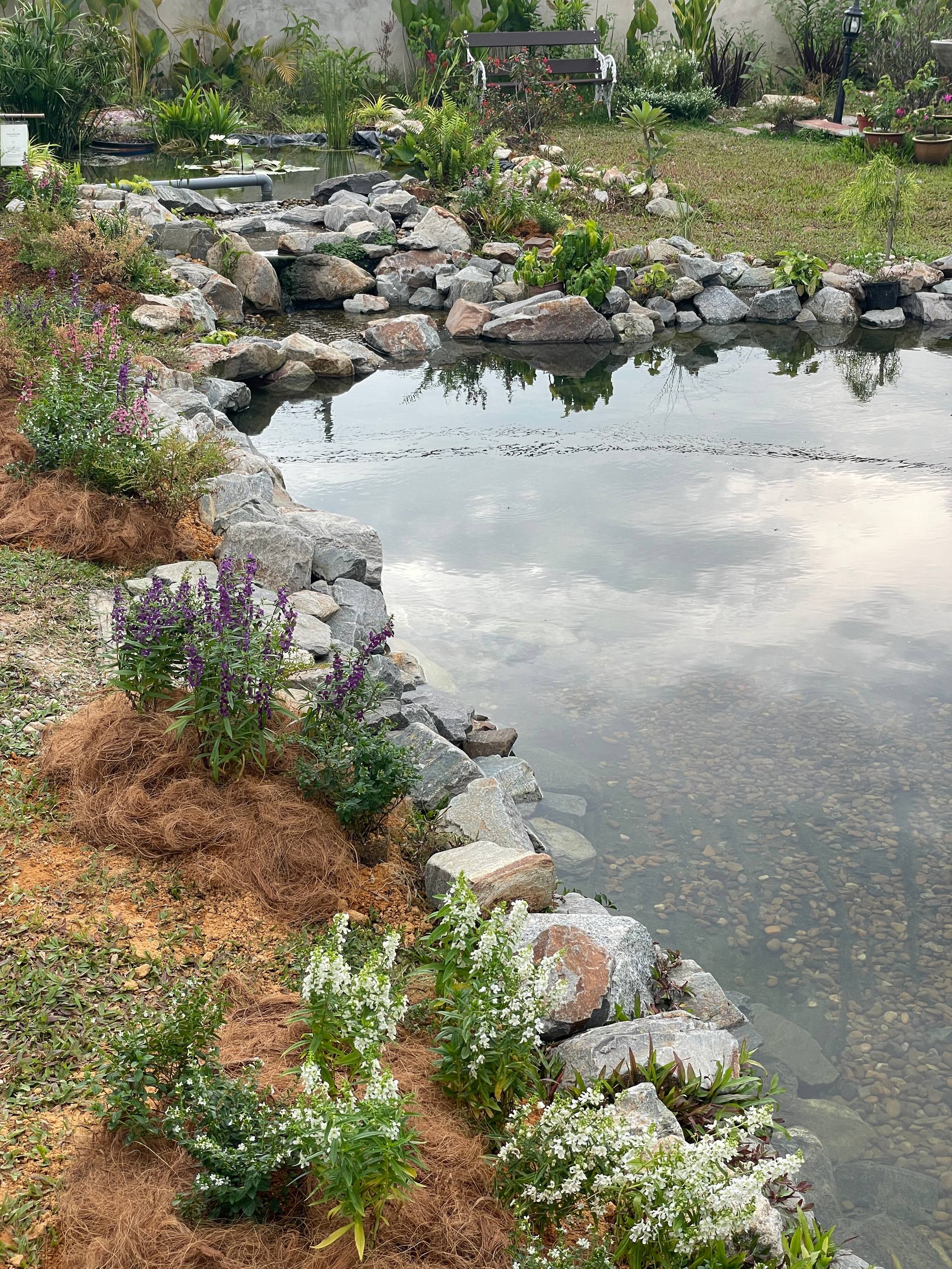 Elma Farmstay natural pool — clear water, aquatic plants, stone edge